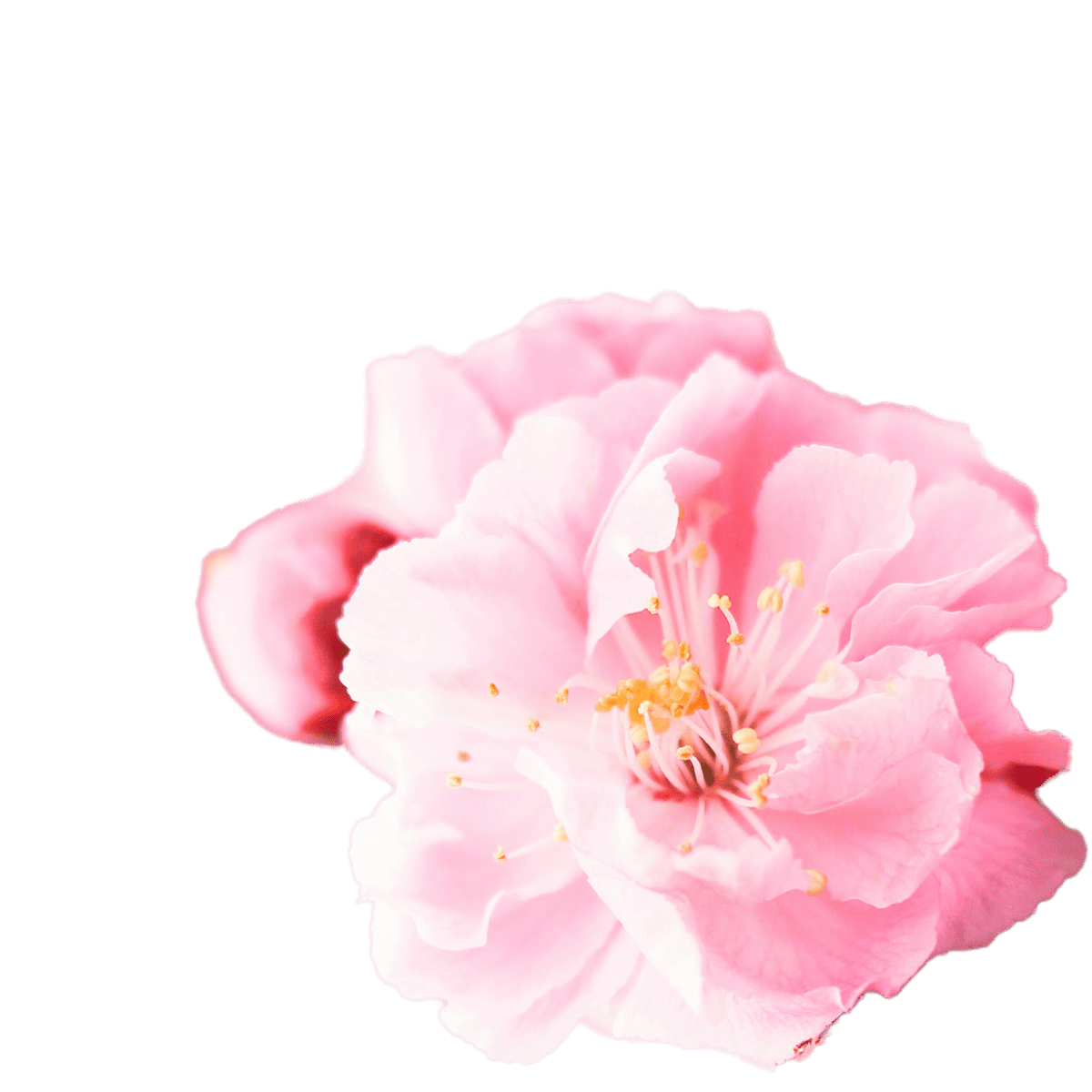 Blayden Decorative Image