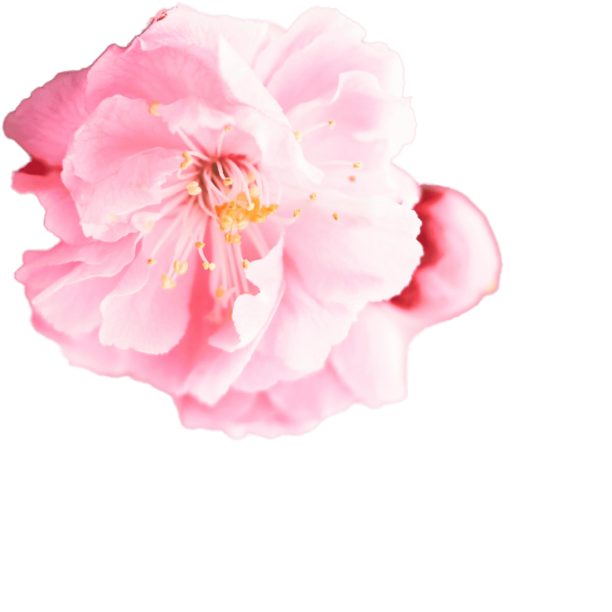 Blayden Decorative Image